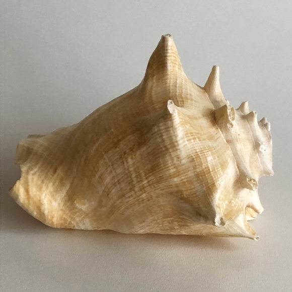 LARGE Horned Conch Shell Nautical Beach Decor